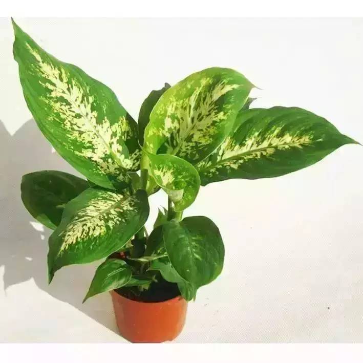 屋内没法通风？去种这些花草就对了！