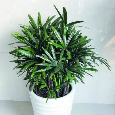 屋内没法通风？去种这些花草就对了！