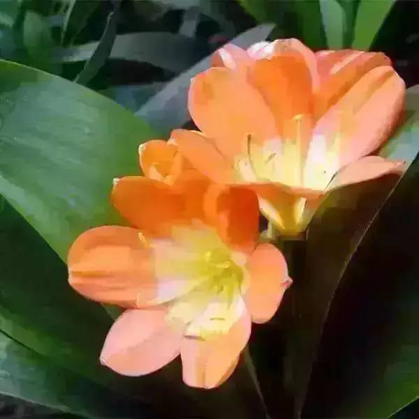 屋内没法通风？去种这些花草就对了！