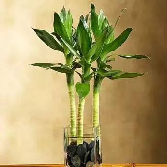 屋内没法通风？去种这些花草就对了！