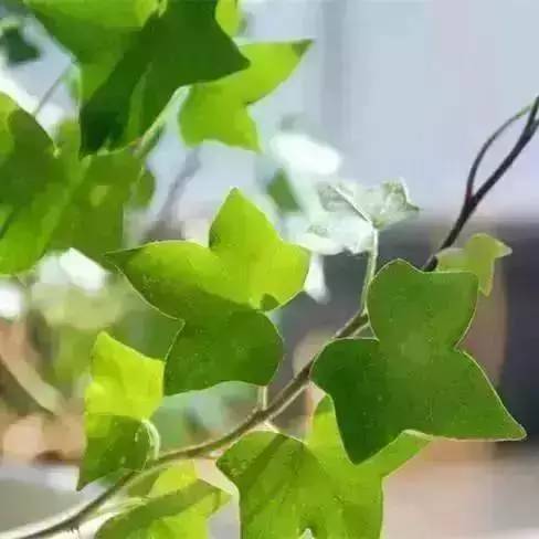 屋内没法通风？去种这些花草就对了！