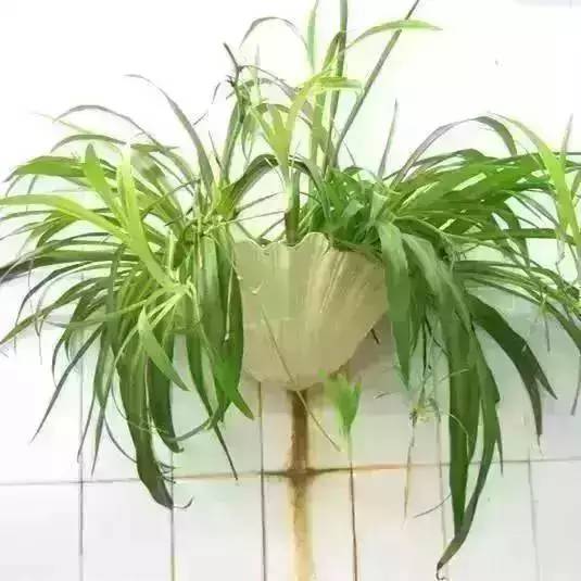 屋内没法通风？去种这些花草就对了！