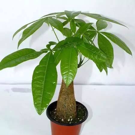 屋内没法通风？去种这些花草就对了！