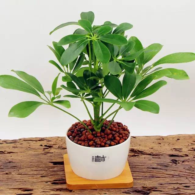 屋内没法通风？去种这些花草就对了！