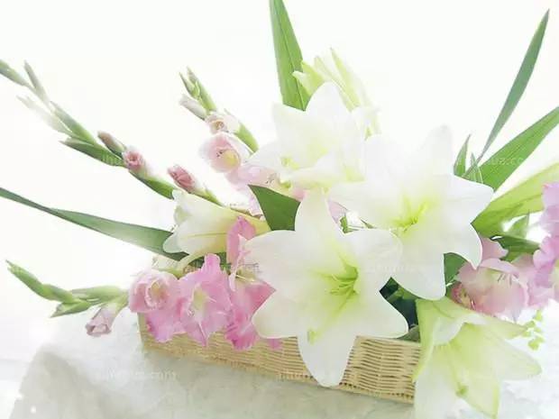 切花鲜花的护养六大法