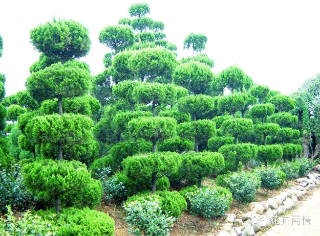 苗木挣钱的十大秘诀，不看是你的损失！