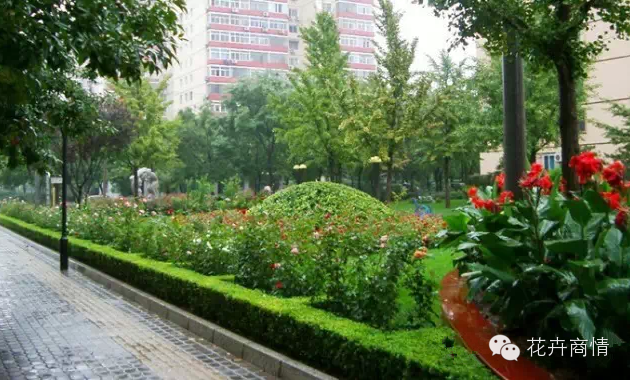 苗木挣钱的十大秘诀，不看是你的损失！