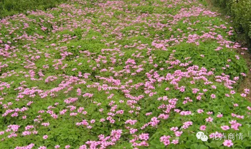 苗木挣钱的十大秘诀，不看是你的损失！