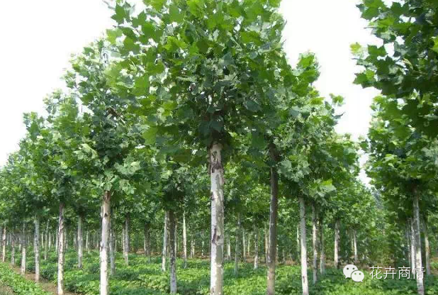 苗木挣钱的十大秘诀，不看是你的损失！