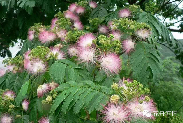 苗木挣钱的十大秘诀，不看是你的损失！