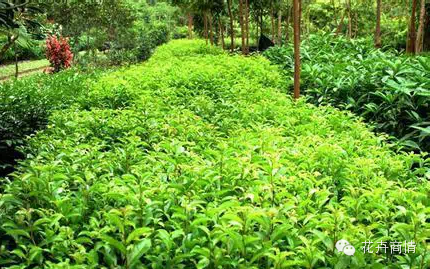 苗木挣钱的十大秘诀，不看是你的损失！