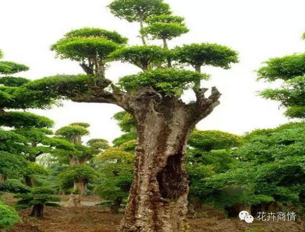 苗木挣钱的十大秘诀，不看是你的损失！