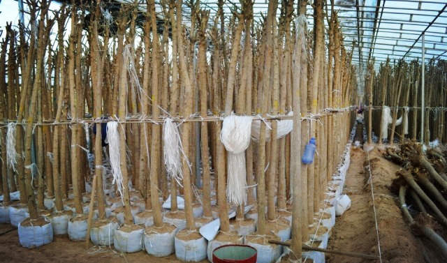 容器苗集约化生产，经验总结！