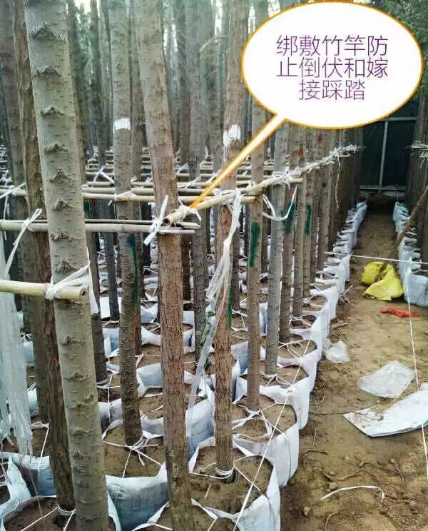 容器苗集约化生产，经验总结！