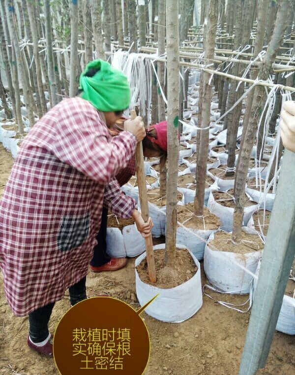 容器苗集约化生产，经验总结！