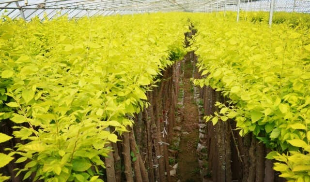 容器苗集约化生产，经验总结！