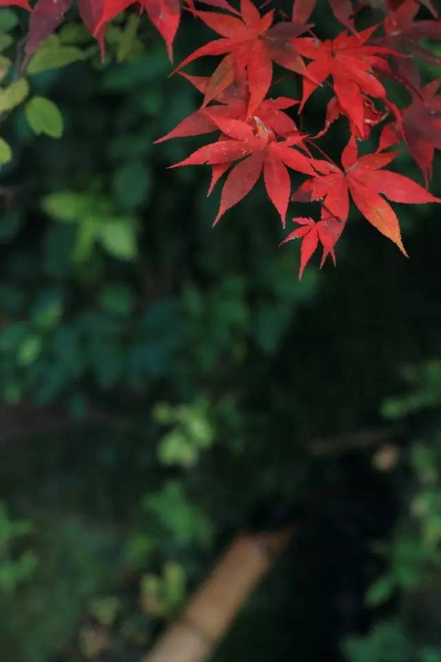 日本庭院中的“添水”
