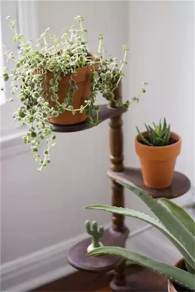 用这样的花架，让你种花更美！