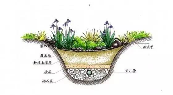 你还在问雨水花园是什么吗 看了这个保你知道~