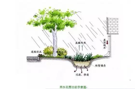 你还在问雨水花园是什么吗 看了这个保你知道~