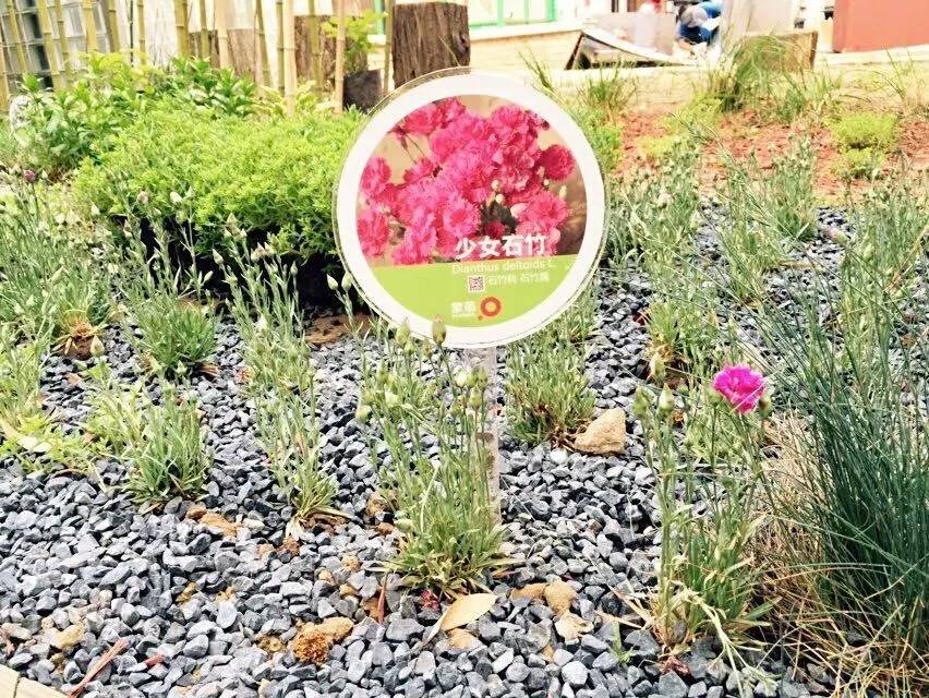 你还在问雨水花园是什么吗 看了这个保你知道~