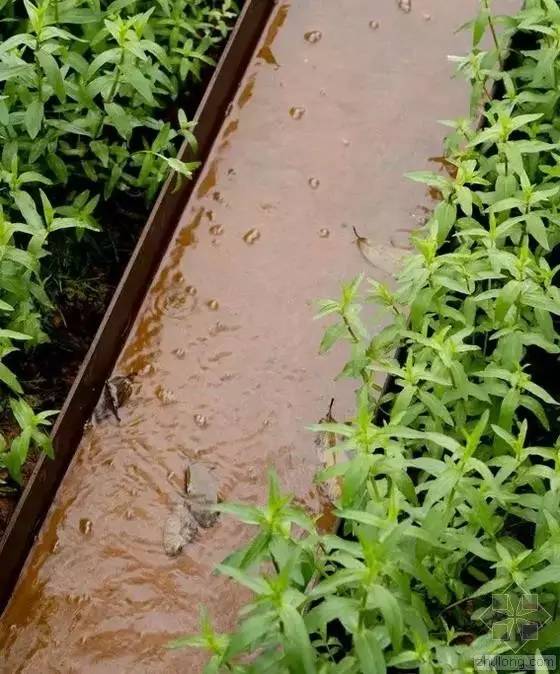 你还在问雨水花园是什么吗 看了这个保你知道~