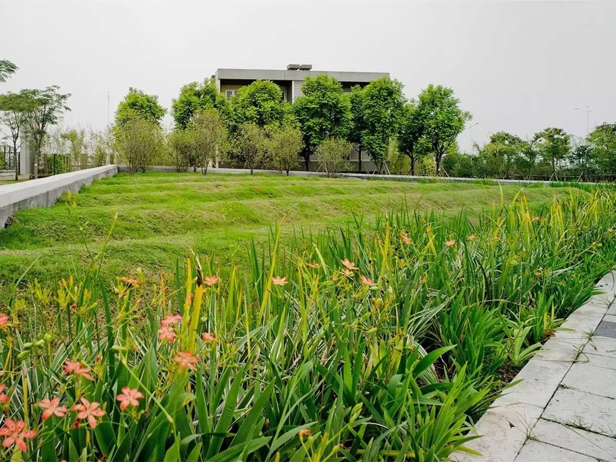 你还在问雨水花园是什么吗 看了这个保你知道~