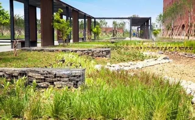 你还在问雨水花园是什么吗 看了这个保你知道~