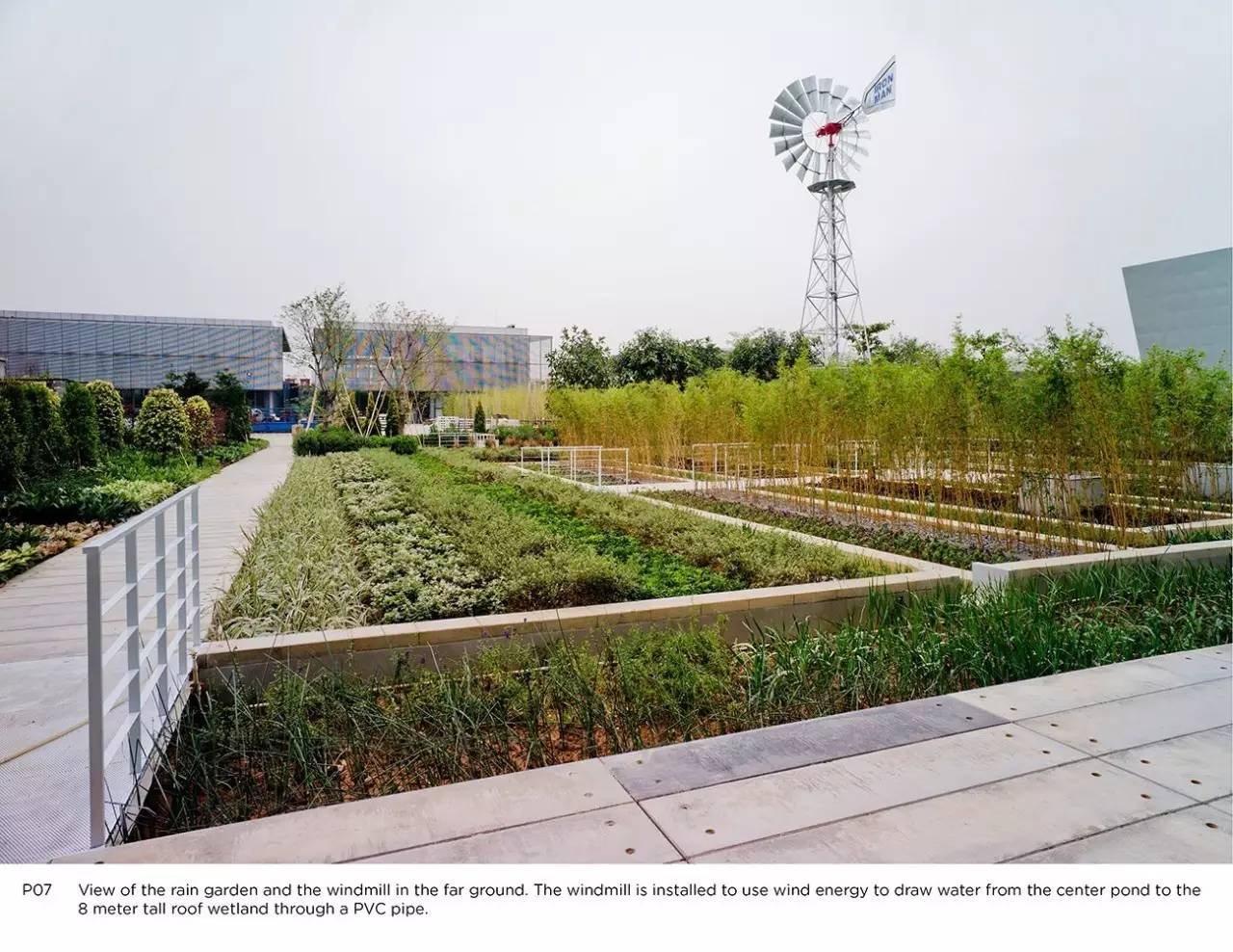 你还在问雨水花园是什么吗 看了这个保你知道~