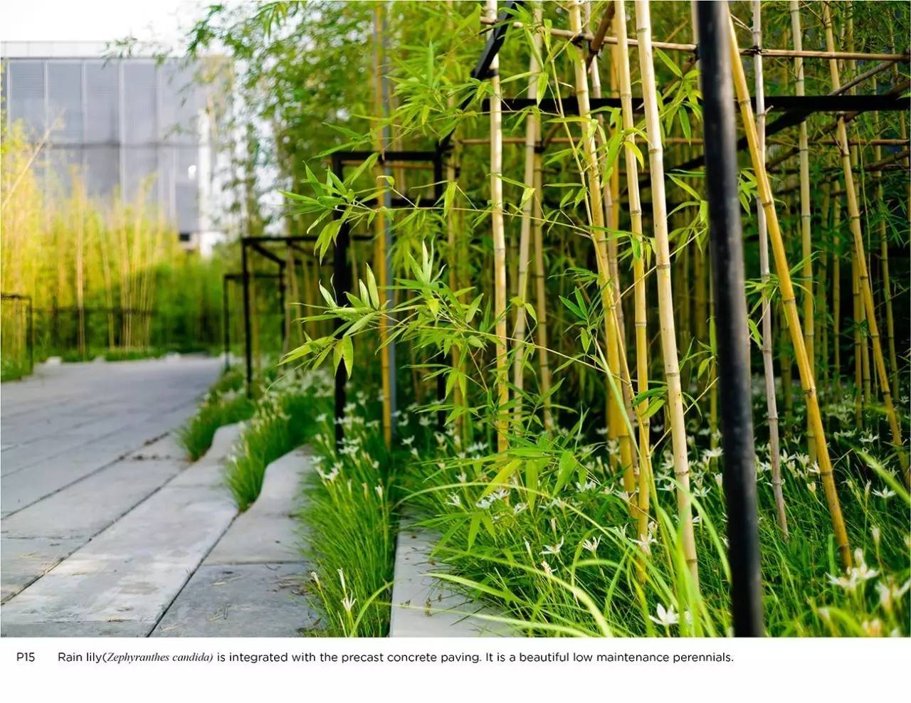 你还在问雨水花园是什么吗 看了这个保你知道~