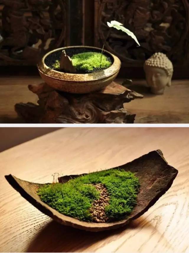 苔藓，看似卑微，却如此壮观