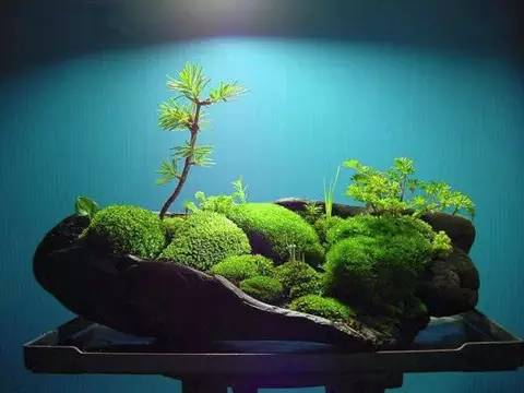 苔藓，看似卑微，却如此壮观