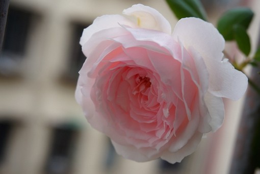 家中养花，这些品种最好活