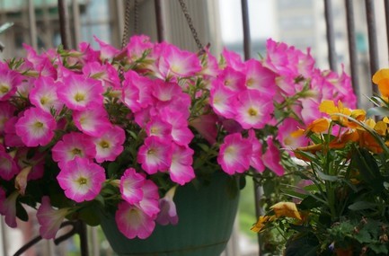 家中养花，这些品种最好活