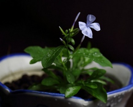 家中养花，这些品种最好活