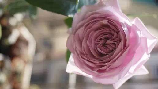 家中养花，这些品种最好活