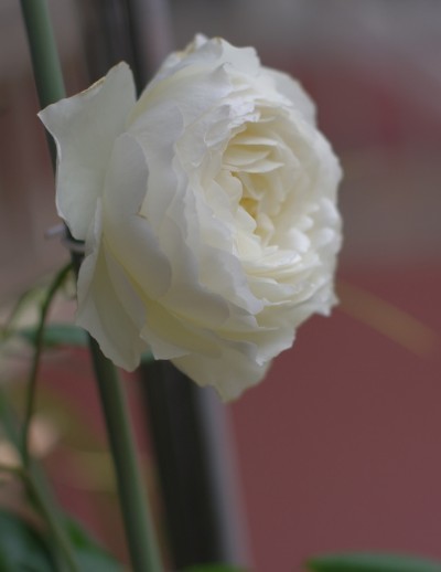 家中养花，这些品种最好活