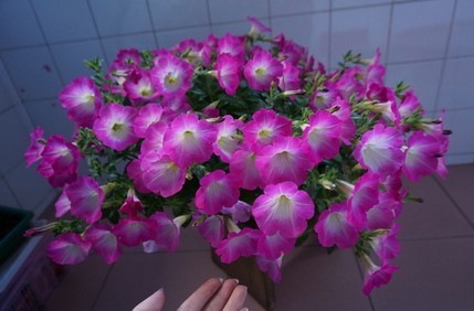 家中养花，这些品种最好活