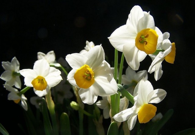 家中养花，这些品种最好活