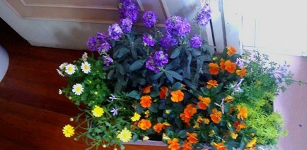 家中养花，这些品种最好活