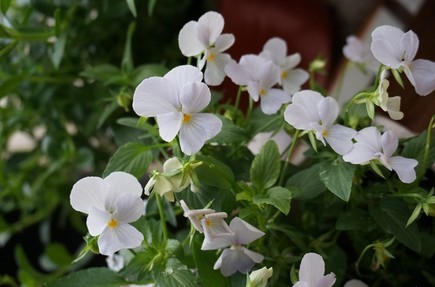 家中养花，这些品种最好活