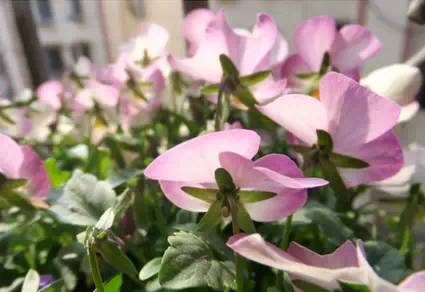 家中养花，这些品种最好活