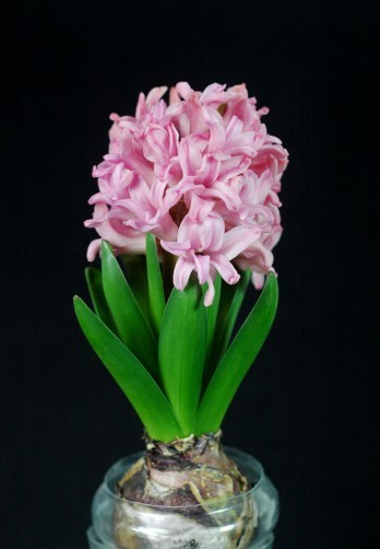 家中养花，这些品种最好活