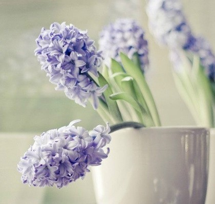 家中养花，这些品种最好活