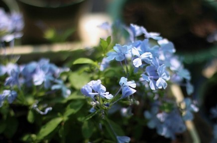 家中养花，这些品种最好活