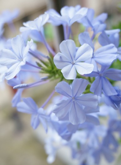 家中养花，这些品种最好活