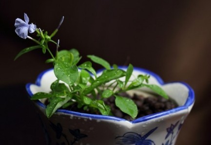 家中养花，这些品种最好活