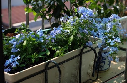 家中养花，这些品种最好活