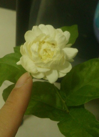 家中养花，这些品种最好活