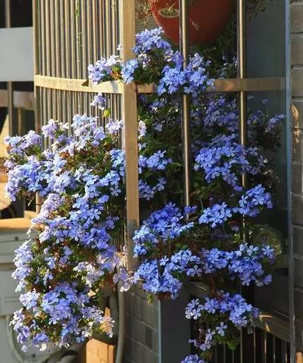 家中养花，这些品种最好活